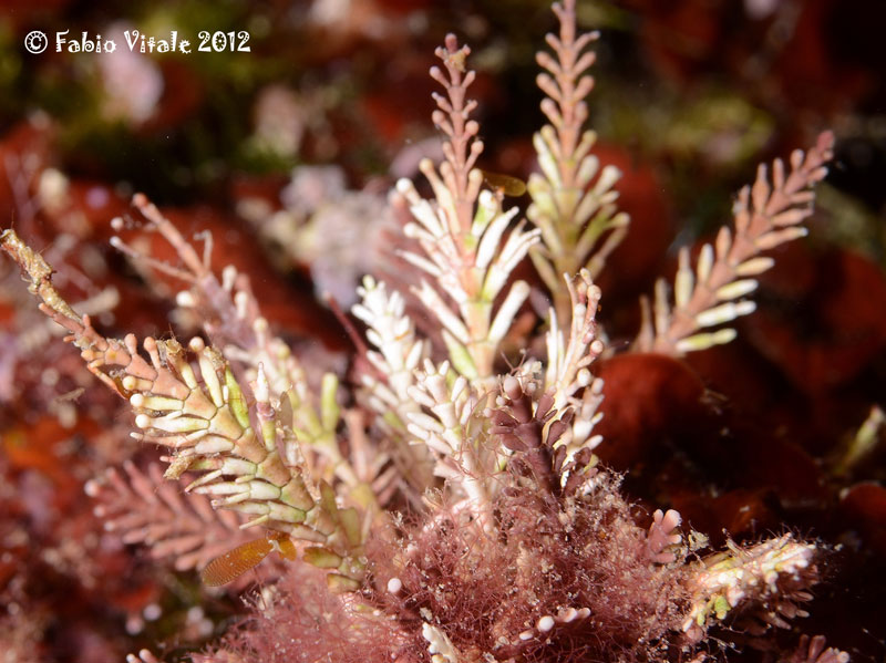 Alga rossa (Corallina sp.)